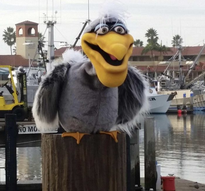 Pete The Pelican