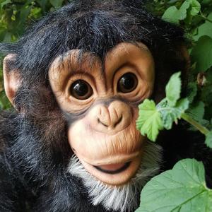Chuck The Chimp